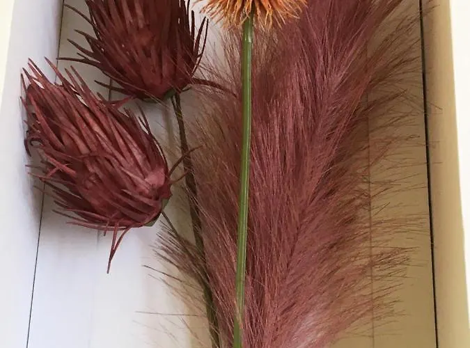 Face A La 公寓 邦多勒