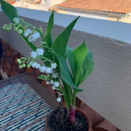 Face A La דירה בנדול